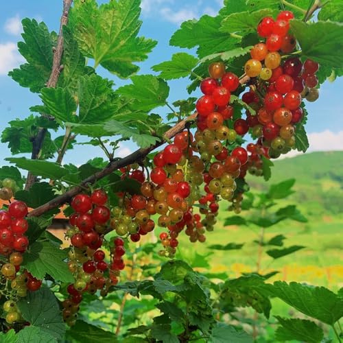 semi resistenti di ribes - decorative da uva spina fresca perenni rare per il 400pcs