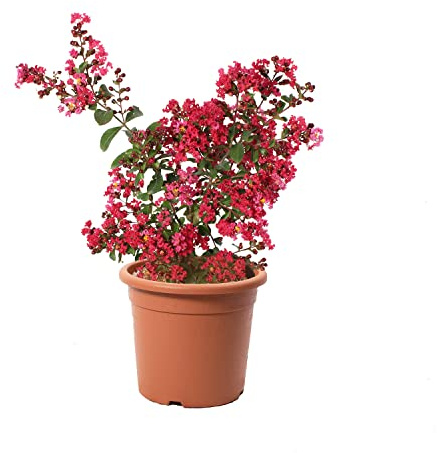 KENTIS - Lagerstroemia Indica Rossa con Decorazione Vaso in Juta - Piante da Esterno Vere Fiorite - Pianta da Giardino in Fiore - H 60-80 cm Vaso Ø 24 cm