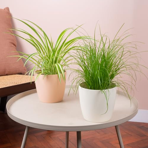 2 x Pet Friendly House Plant Bundle - Twin Pack of Cyperus Zumula and Chlorophytum Variegatum Natural Plants - Indoor Plant Mix of Pet Friendly Cat Grass and Spider Plants for Cats in 12cm Pots