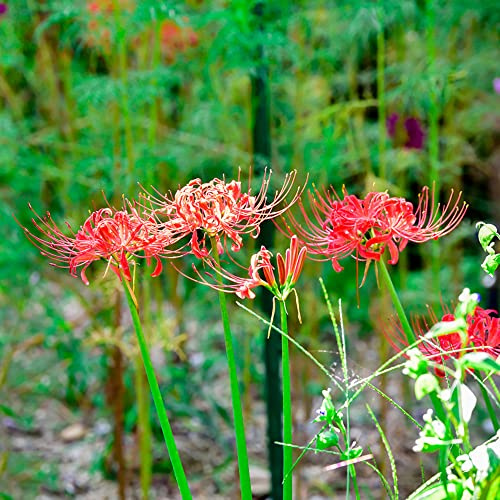 Lirio araña - Lycoris radiata 3bulbos