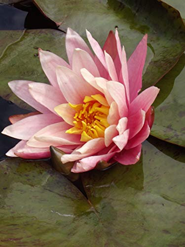 Teichpflanzen Seerosen : Nymphaea Seerose  Greggs Orange Beauty  winterhart Pflanztiefe bis 150 cm