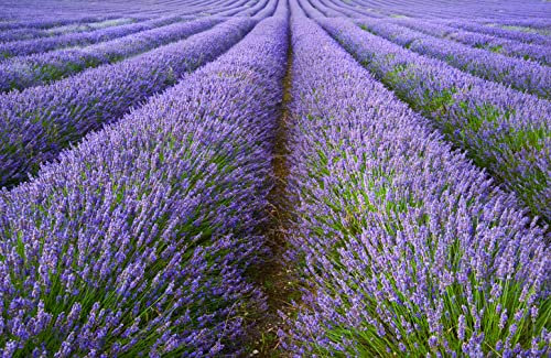 1000 Samen Echter Lavendel Lavandula angustifolia Bienenweide Duft Blüten Winterhart mehrjährig