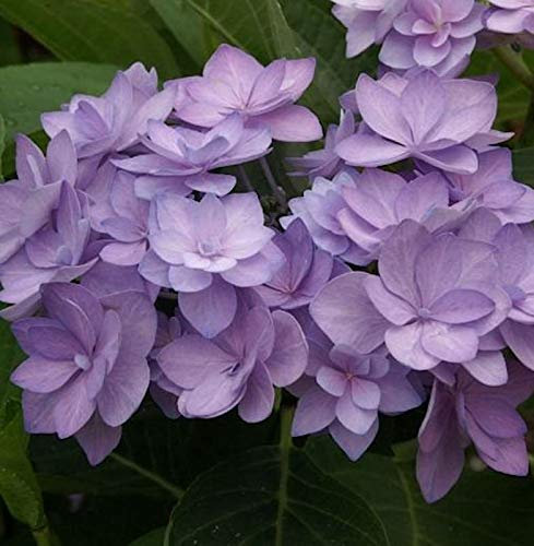 Bauernhortensie Romance 30-40cm - Hydrangea macrophylla