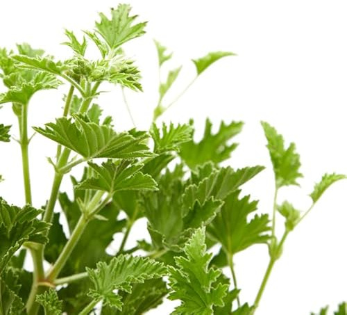 Geranio Citronella Repelente Mosquitos La Protección Ideal para Disfrutar de tu Jardín sin Preocupaciones