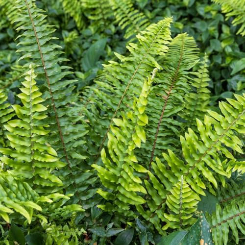 30 pcs schwertfarn hängend samen deko pflanzen winterharte stauden mehrjährig Nephrolepis exaltata, exotische pflanzen winterhart zimmerbonsai bonsai wilder wein winterhart winterfeste