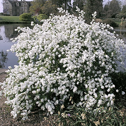 Exochorda macrantha The Bride Buisson de perles Arbuste de Jardin Caduc Rustique en Pot – Idéal pour les Massifs, les Bordures et plus encore