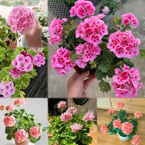 100 piezas semillas de geranio colgando - de primavera resistentes al invierno para balcones, semillas pradera silvestres perennes, balcón resistentes