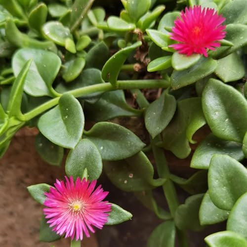 Mittagsblume, gartendeko für draußen Atenia cordifolia - für sonnige plätze garten balkonpflanzen bodendecker winterhart mehrjährig wildblumensamen 80Samen