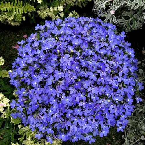 10000pcs sachet thym serpolet Bleu, graines de thym de graies de fleurs faciles à planter graines de thym rampant multicolores outil de jardinage pour la cour Des graines