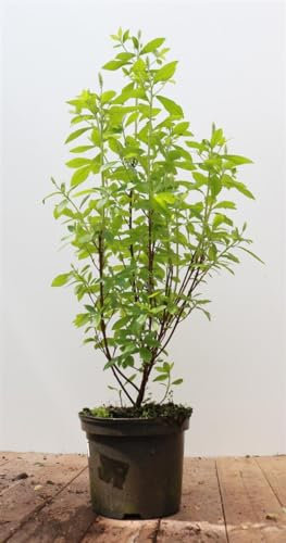 Clethra alnifolia 'Pink Spire' 40-60 cm – Winterhart, Mehrjährig, Pflegeleicht – Scheineller – Blütenstrauch für Garten & Beet