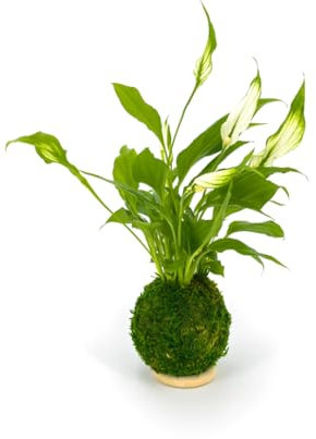 Spathiphyllum Kokedama DECOALIVE Espatifilo Vivo Envuelto en Musgo Natural