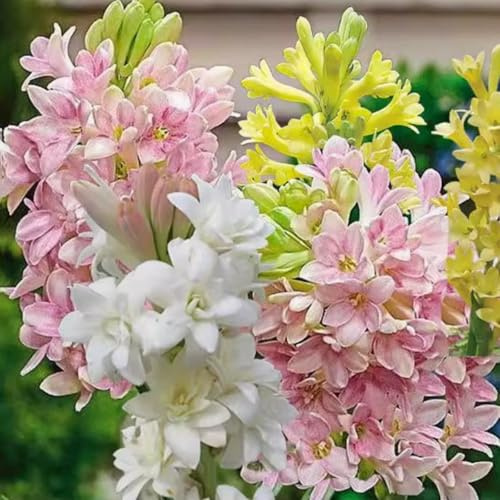 Tuberose – winterhart, mehrjährig, duftend – geeignet für die Dekoration im Innen- und Außenbereich-4 Wurzel-E