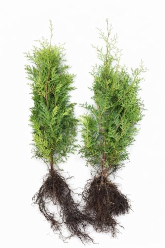 100 Thuja Brabant 60-80 cm frisch vom Feld Gartenhecke Heckenpflanzen Immergrüner Lebensbaum Wurzelware