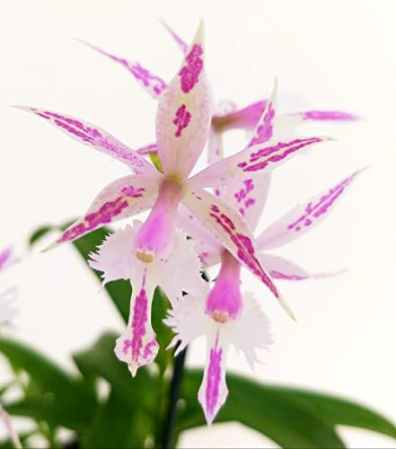 POWERS TO FLOWERS - ORCHIDEA BARKERIA SPECTABILIS X EPIDENDRUM CRINIFERUM, Pianta Vera