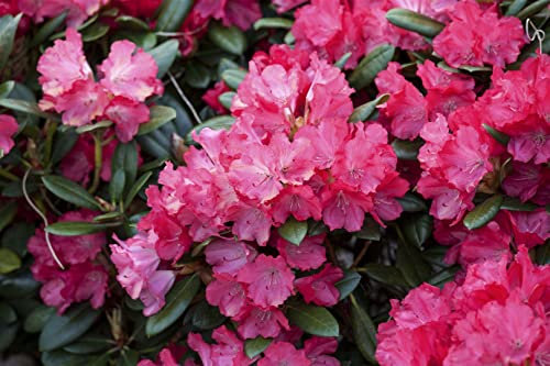 Rhododendron yakushimanum 'Clivia' 80 cm Stammhöhe – Winterhart, Immergrün, Mehrjährig – Rhododendron – Kübelpflanze für Terrasse & Garten