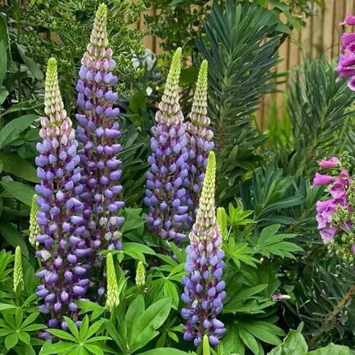 100 piezas semillas de altramuzsemillas resistentes al invierno para contenedores de jardín semillas pradera perennes resistentes bonsai