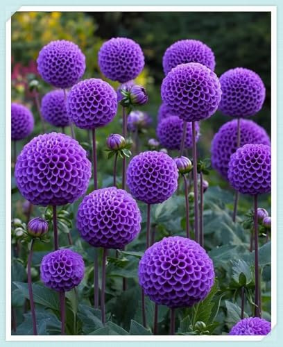 Garden,Winterhart zwiebeln,2025 Winterhart pflanzen, Mysteriöse magische Glühbirne, Blumenzwiebel Mix,Fall or Spring Planting-2 dahlien knollen-A