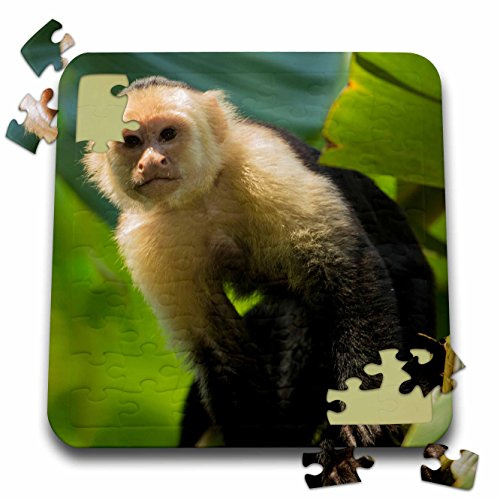 3dRose Costa Rica, Monkey, Spider Monkey, Tree - Puzzle, 10 by 10-inch (pzl_278324_2)
