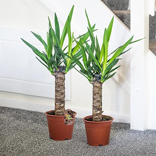 2 Large Yucca in 17cm Pot Evergreen FloorPlant Elephantipes HousePlant Potted Tree