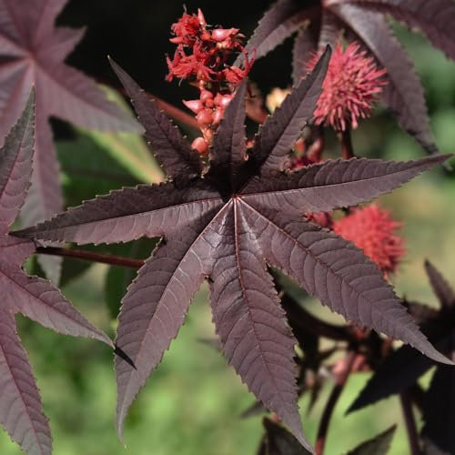 Ricinus Communis ‘Impala’ - Tender Perennial - Easy to Grow Your Own - Rich Bronze-Green Leaves - Creamy Yellow Flowering - Exotic Garden - 1x Seed Packet by Suttons