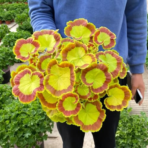 semi di geranio pelargonium ornamentali per luoghi soleggiati gerani Decorazioni per giardini esterni, aromatiche, da balcone recisi da giardino balcone 80semi