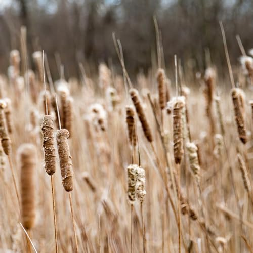 zwergrohrkolben - rohrkolbensamen - grünpflanzen zimmerpflanzen rohrkolben immergrüne winterhart gartenpflanzen wohnzimmer deko 100pcs