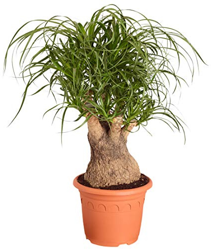 Dehner Elefantenfuß, verzweigter Stamm, ca. 50-60 cm, Ø Topf 19 cm | Beaucarnea recurvata, baumförmige Zimmerpflanze, pflegeleicht, für sonnige bis halbschattige Standorte