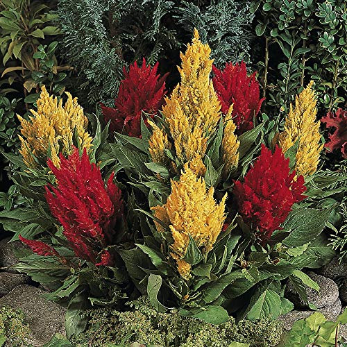 Celosia argentea VAR. cristata 'Century Mixed' Half-Hardy Annual Flowers Garden Plants Grow Your Own 1 x Seed Packet (100 Seeds) Celosia 'Century Mixed' by Thompson and Morgan