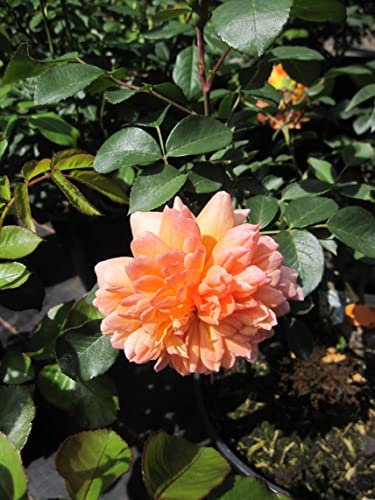 Rosa Dame Judi Dench ® - Englische Strauchrose Judi Dench ® - David Austin Rose