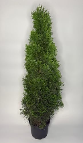 20 Stück, 50-60cm, Topf 2L, Lebensbaum Thuja occidentalis Smaragd
