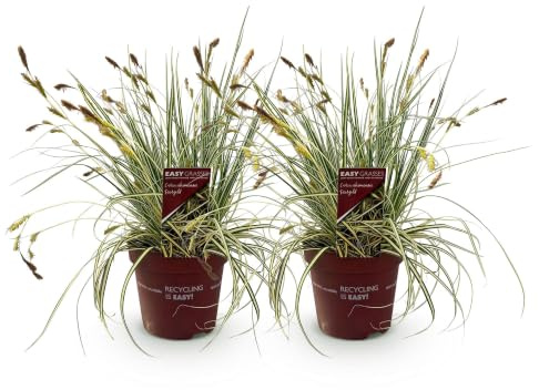 Dekorativt gräs Carex guldpläterad för trädgård, gul-grön, set om 2, kruka 17 cm, 50 cm