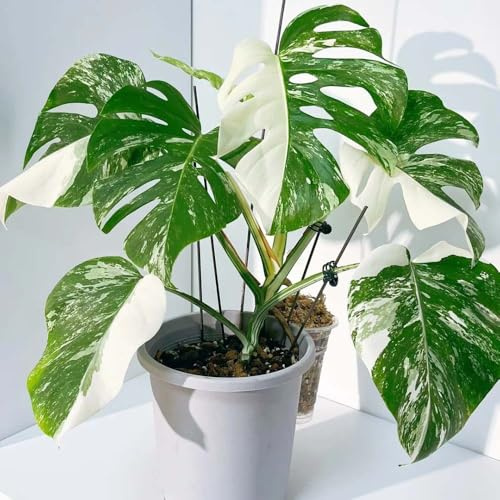 semillas de monstera interior de fácil cuidado verdes balcón interior Monstera deliciosa seto 250pcs