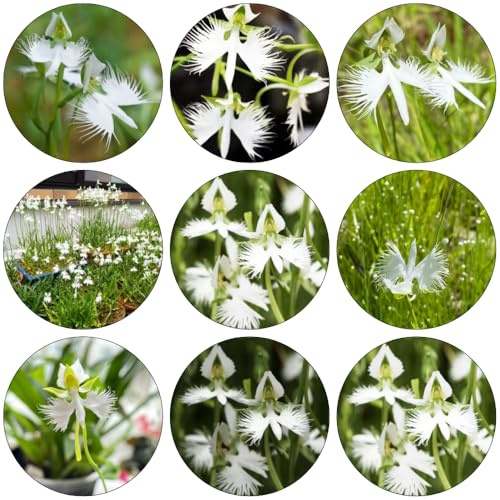Semi habenaria radiata, Orchidea bianca garzetta, Pecteilis radiata, giardino da letto elevato per balcone selvaggi di balcone decorazione salotto giardino 450pcs