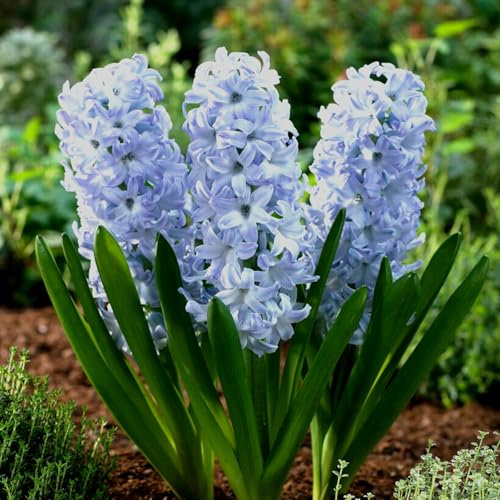 Carbeth Plants - 8 x Hyacinth Sky Planet Spring Bulbs - Pale Blue Highly Fragrant Outdoor Flowering Perennials - UK Hardy Low Maintenance Pollinator Friendly - Grow in Beds, Borders and Patio Pots