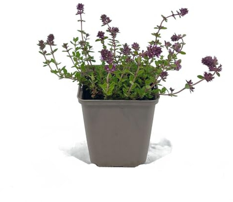 12 Stück Thymus serpyllum von Intragarten | winterharter und immergrüner Bodendecker | Feld-Sand-Thymian im 9 cmTopf