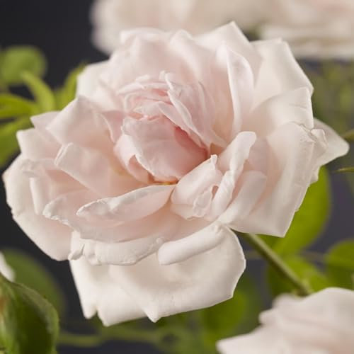 GreenboutiQ - Kletterrose - Rosa New Dawn - Blüte Hellrosa - Wenig Pflege - 2 Pflanzen - Topf 11cm Höhe 40cm