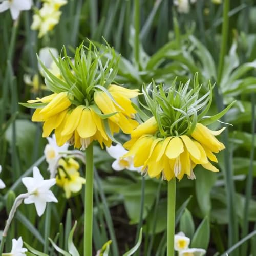 tuberi imperiali corona - esterni balcone 22pcs