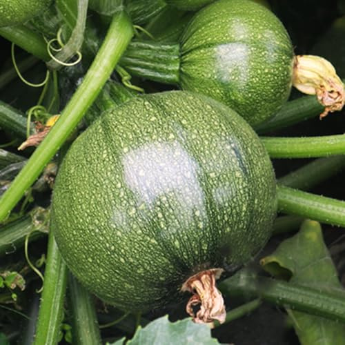 TomorrowSeeds - Round Zucchini Seeds - 90+ Count & 100 Yellow Straightneck Squash - for 2026 Planting Eight 8 Ball Ronde Rondini Summer Squash Patty Pan Courgette Bush Garden Vegetable Grow Your Own
