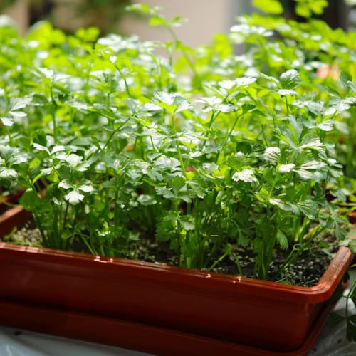 semillas de berro sostenibles berro Semillas de hortalizas y medicinales balcón hortalizas orgánicas, resistentes al invierno, exóticas balcones 100semillas
