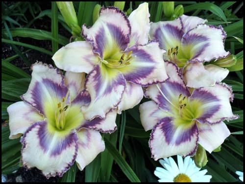 Se Acomodan a Diferentes Suelos -Bulbos de Hemerocallis -Florecen de Forma Continuada -Hemerocallis bulbos -5 Bulbos