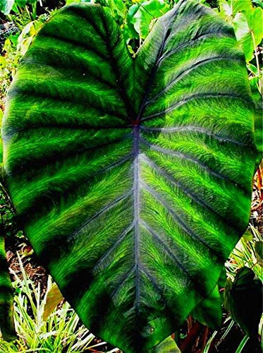 Shopmeeko Heirloom Alocasia Macrorrhiza Grün Riesen Taro Zimmerpflanzen Elefantenohren Taro Bonsai Gemüse Rare Calla Bonsai 20 Stück / Packung: Mehrfarbig