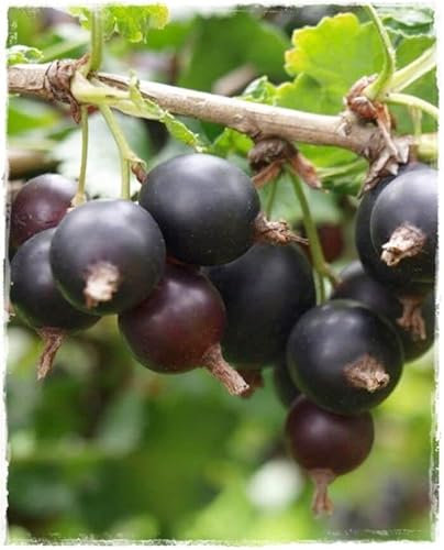 PIANTA DI JOSTABERRY (INCROCIO RIBES NERO-UVA SPINA) FOTO REALI H 150 CM