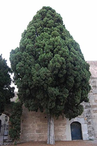 30 halb - italienische Zypressen, Cupressus sempervirens, semi di albero (Fast, Immergrün)