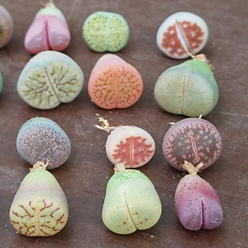 SUNNYPLANTS - Plantas Baby Lithops - Mezcla de Lithops Raros, Suculentas de Piedra Viva, Mini Plantas de Interior (40)