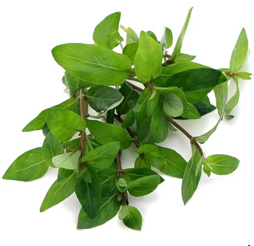 K2AQUA Staurogyne Repens Live Aquarium Plants Carpet Effect Foreground Midground Aquascaping for Tropical Tank