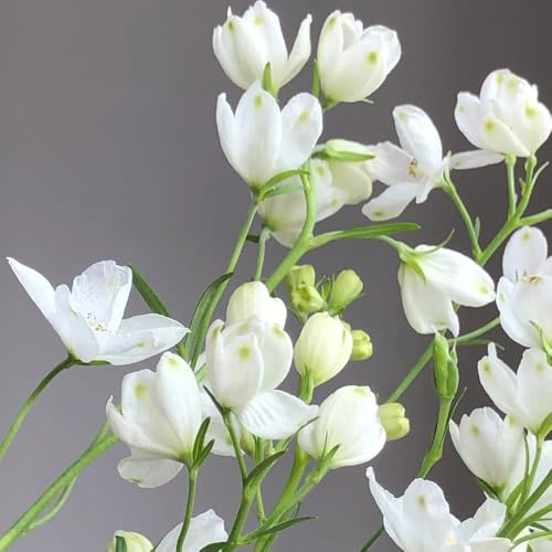 rittersporn - schattenpflanzen wildblumensamen ritterspornsamen bio balkon blumendeko zierblumen für sonnige plätze kletterpflanzen steingartenpflanzen balkonblumen schnittblumen 160samen