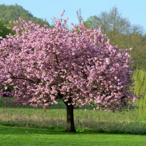 Magnolia giapponese ad alberello Magnolia soulangeana pianta in vaso ø30 cm h 110/130 cm Vivaio di Castelletto