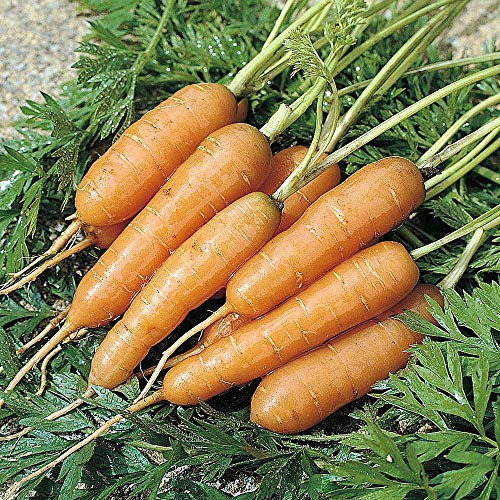 Carrot 'Adelaide' Seeds F1 Hybrid Hardy Annual Vegetable Garden Plants Spring Summer Autumn Veg Seed Packets Easy to Grow Your Own 1 Packet 400 Seeds by Thompson and Morgan