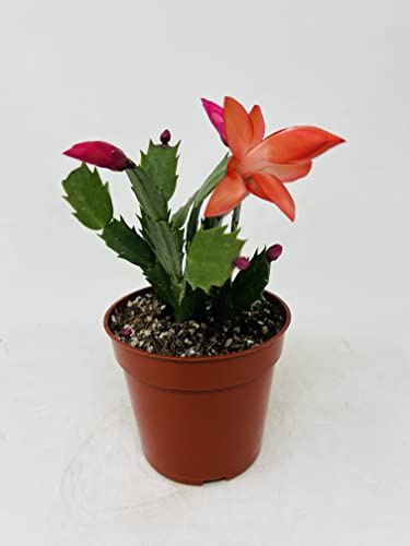Red Christmas Cactus 4inch Pot - Zygocactus Plant- Seasonal Plants