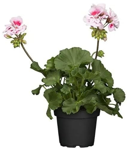 Flor Geranio Planta Natural Colores Variados Ideal para el Hogar Planta Viva